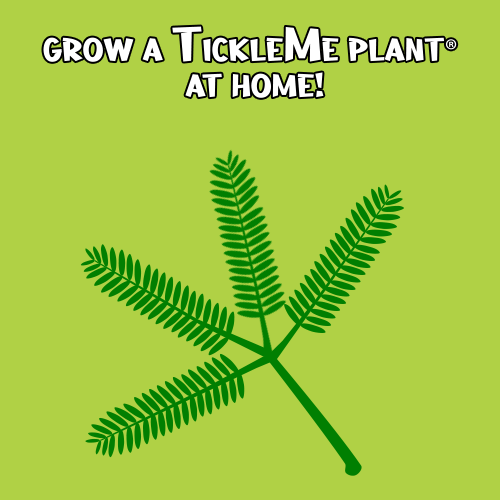 TickleMe Plant Birthday Party Favors Grow Kits (pack of 4) Grows Indoors. It Even Flowers.