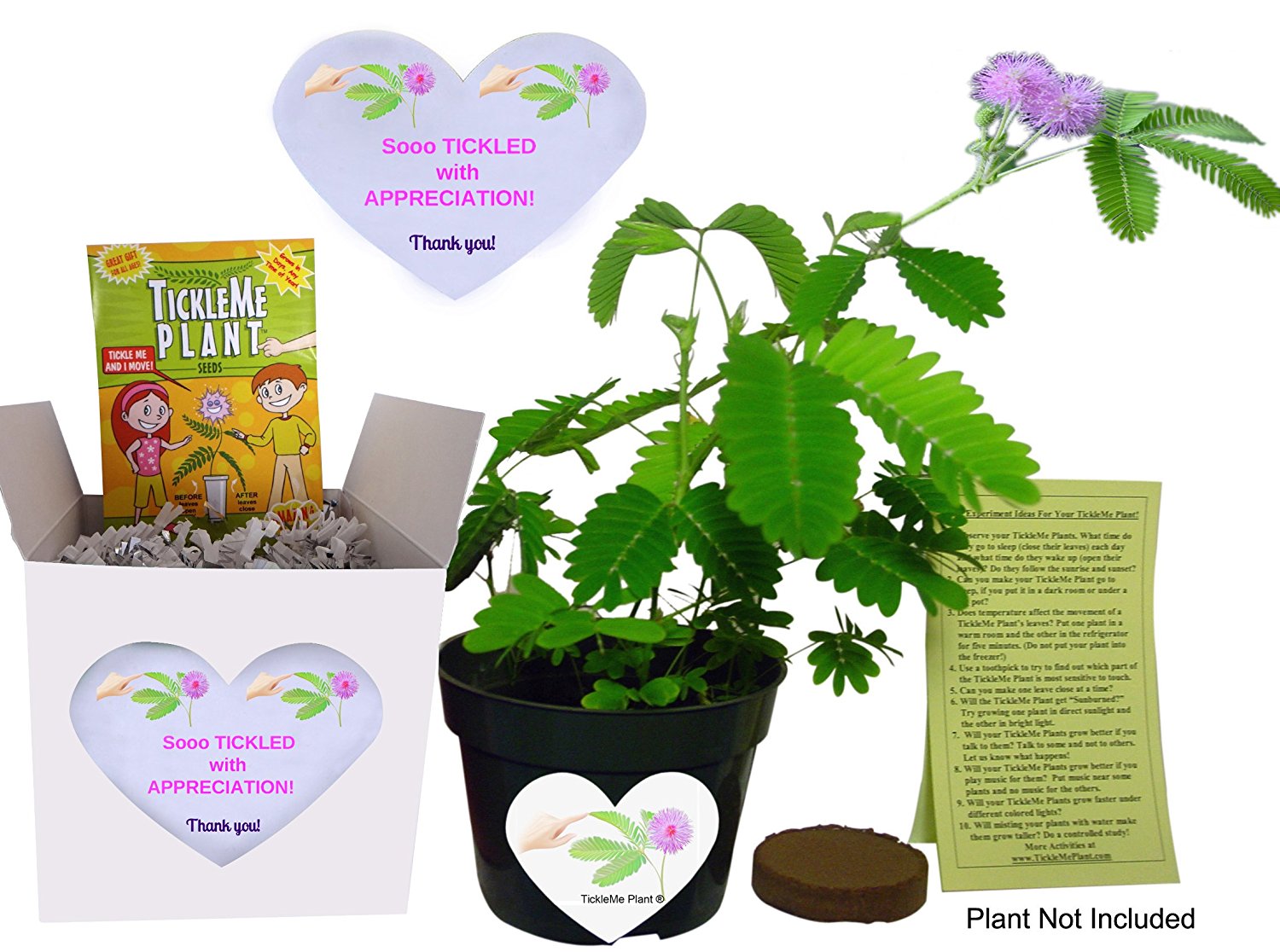 So Tickled With APPRECIATION TickleMe Plant Gift Box set! - Say Thank you with this fun Grow kit