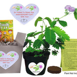 TickleMe Plant Anniversary Gift Box Set - To grow the TickleMe Plant that closes its leaves and lowers its branches when Tickled