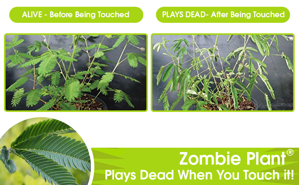 Grow your own Zombie Plant