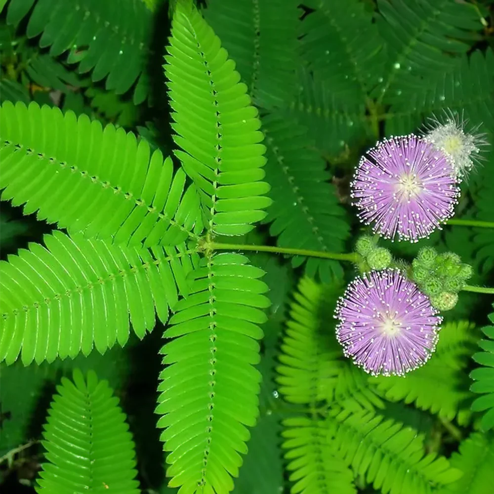Grow Your Own TickleMe Plant / ZOMBIE PLANT at Home! Mimosa pudica – TickleMe Plant Company, Inc