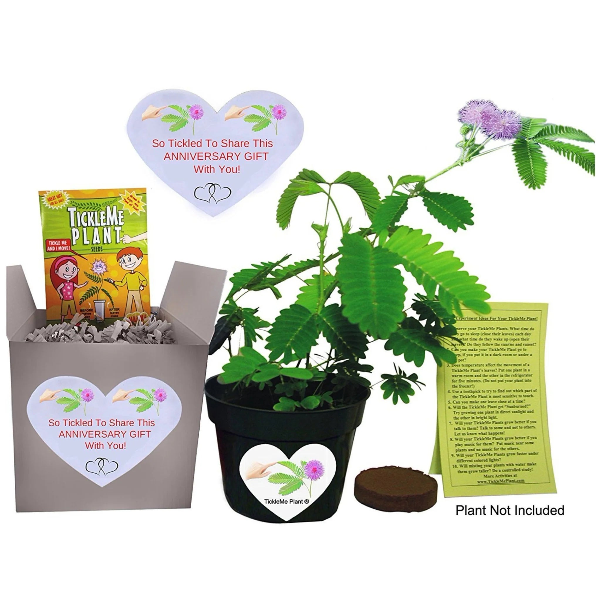 Grow Your Own TickleMe Plant / ZOMBIE PLANT at Home! Mimosa pudica –  TickleMe Plant Company
