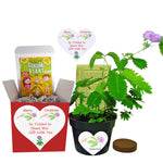 TickleMe Plant Christmas Plant Gift Box Set - Grow the Plant That Closes Its Leaves When You Tickle It! It Even Flowers! This Christmas Gift will make everyone smile when they Tickle the leaves!