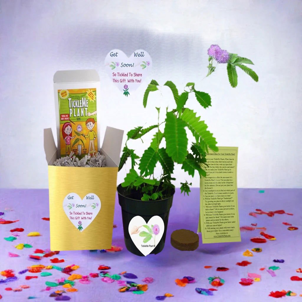 GET WELL GIFT PLANT - TickleMe Plant Gift Box Set! TickleMe Plant Company, Inc