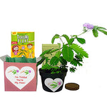 Mother's Day/Birthday TickleMe Plant Gift Box Set - "I'm Tickled You're My Mom!" TickleMe Plant Company, Inc