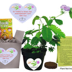 TickleMe Plant ANNIVERSARY GIFT BOX SET TickleMe Plant Company, Inc