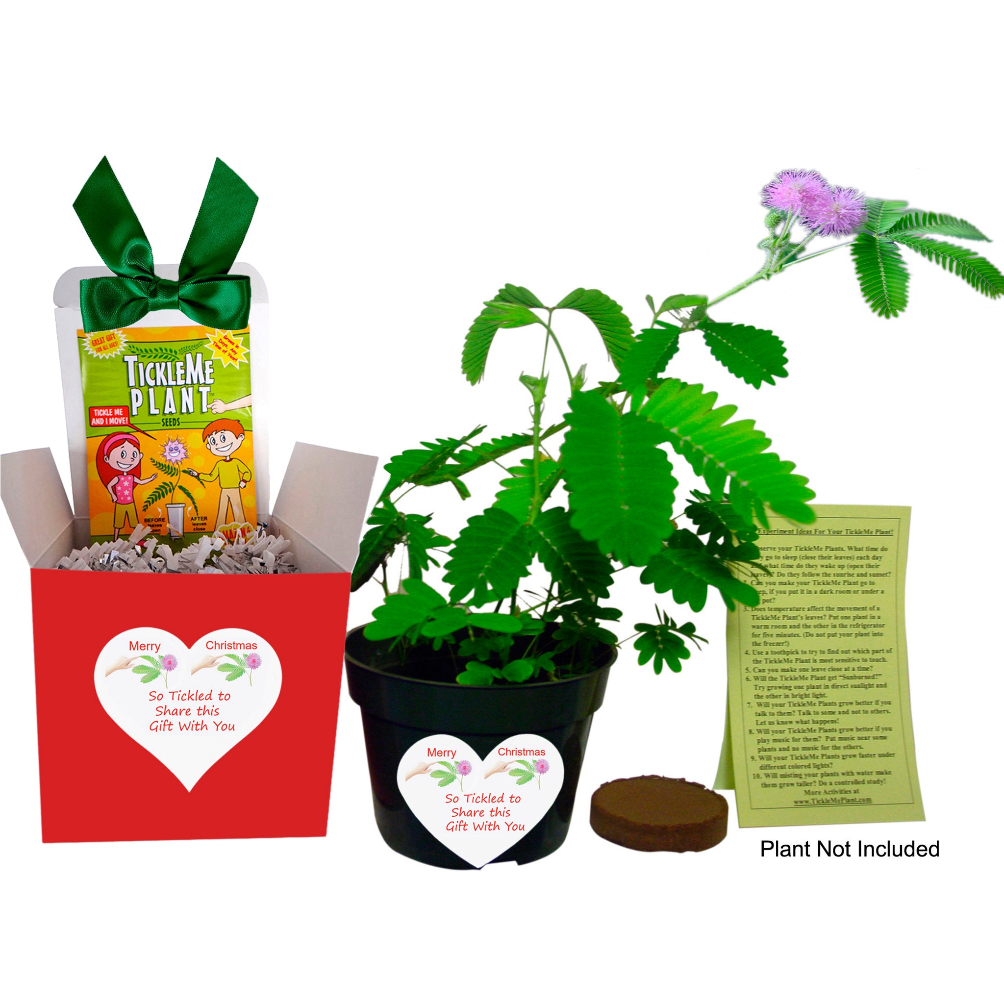 TickleMe Plant Christmas Plant Gift Box Set - Grow the Plant That Closes Its Leaves When You Tickle It! It Even Flowers! This Christmas Gift will make everyone smile when they Tickle the leaves! TickleMe Plant Company, Inc