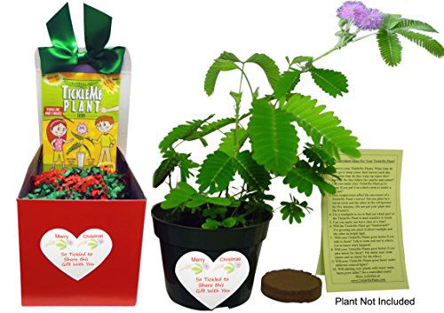 TickleMe Plant Christmas Plant Gift Box Set - Grow the Plant That Closes Its Leaves When You Tickle It! It Even Flowers! This Christmas Gift will make everyone smile when they Tickle the leaves! TickleMe Plant Company, Inc