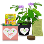 TickleMe Plant Mother's Day/Birthday Gift Box Bundle with 2 extra packets of seeds!