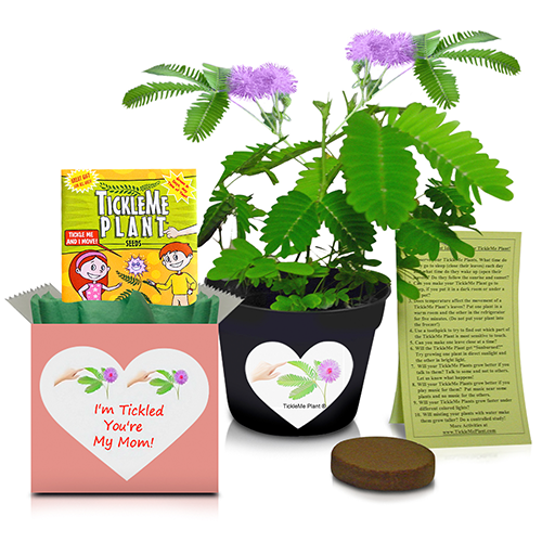 TickleMe Plant Mother's Day/Birthday Gift Box Bundle with 2 extra packets of seeds!