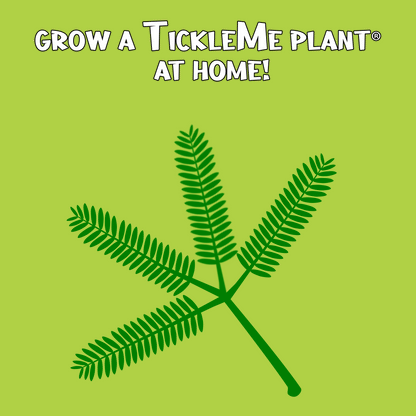 Picture of TickleMe Plant leaves moving when touched