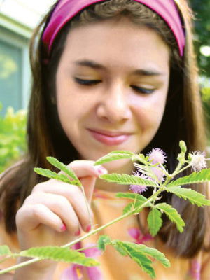 Wholesale - TickleMe Plant Seed Packet Strip with 12 seed packets for your Retail Store! TickleMe Plant Company, Inc