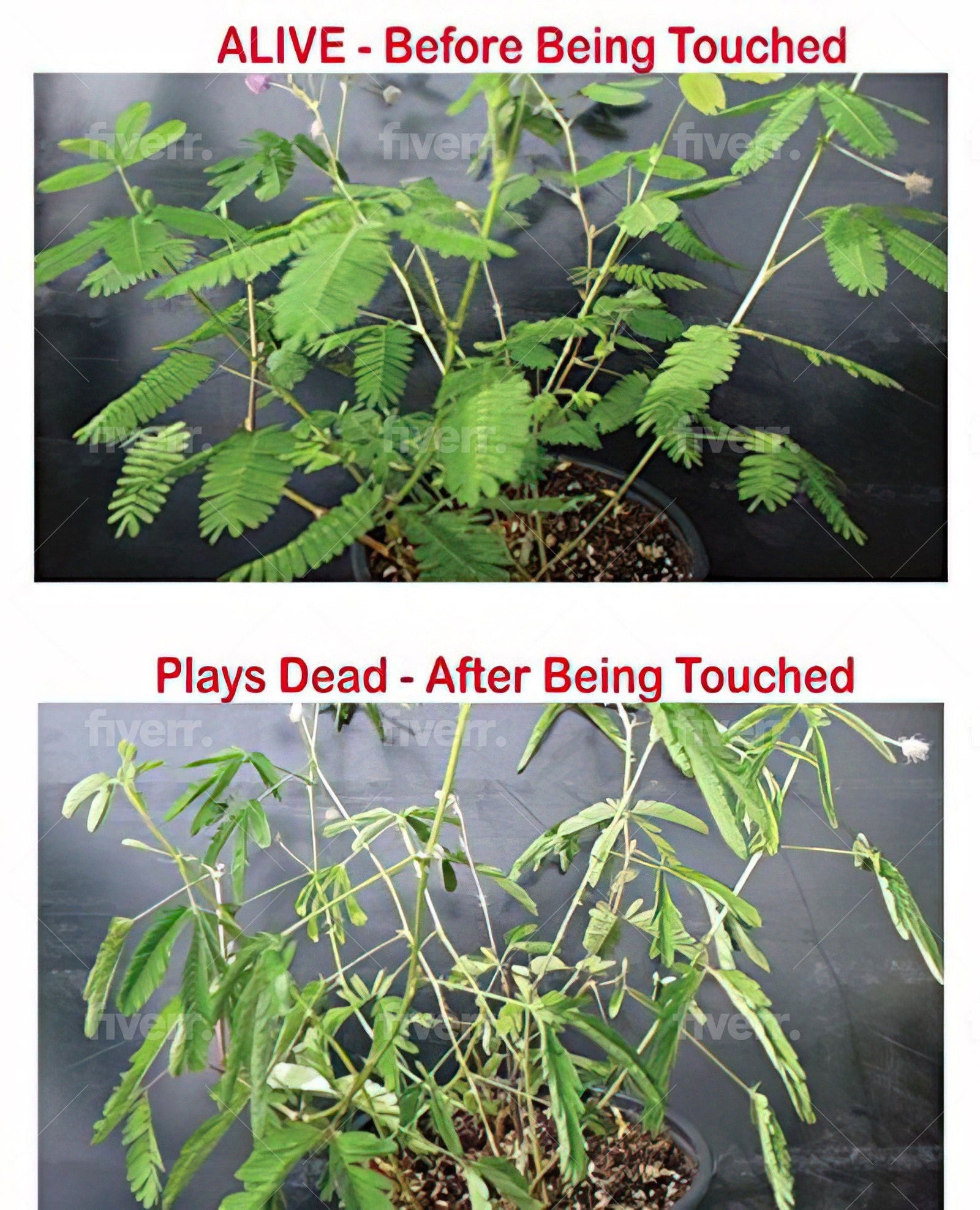 Wholesale - Zombie Plant Seed Packets - Clip Strip of 12 Your Customers Can Grow The Zombie Plant and Watch it (Play Dead) When They Touch it! TickleMe Plant Company, Inc