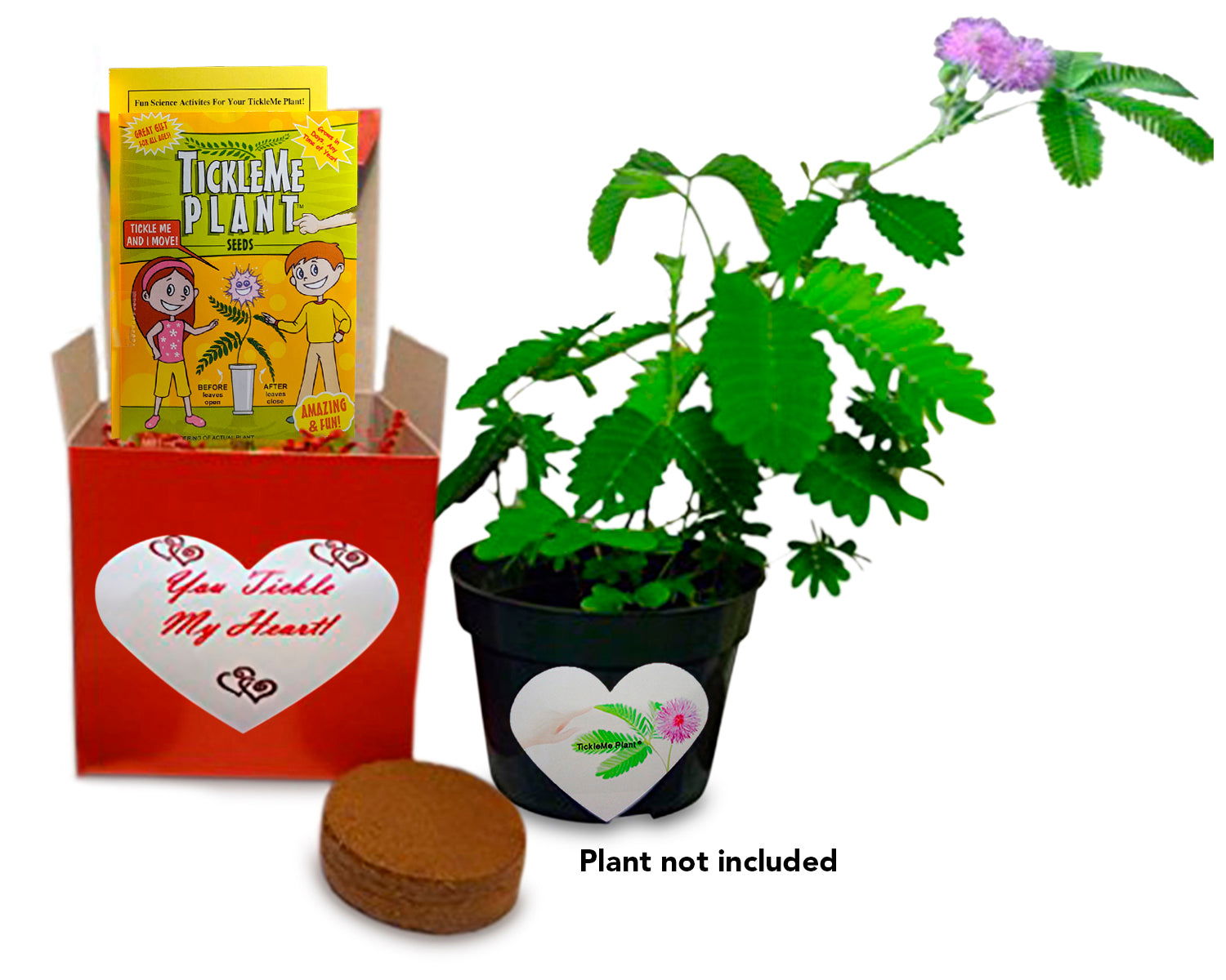 "You TICKLE MY Heart" Share Growing the TickleMe Plant That CLOSES ITS LEAVES when Tickled or when blown a KISS! And it flowers! TickleMe Plant Company, Inc