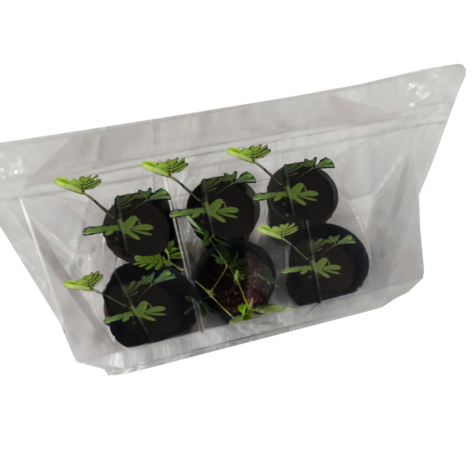 ZOMBIE PLANT GROW KIT- (Touch It and It PLAYS DEAD!) TickleMe Plant Company, Inc