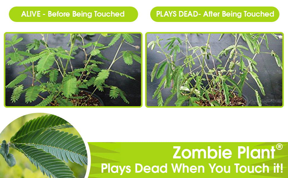 Zombie Plant Classroom or Homeschool Science Fun Planting Party kit - for 30 Students - Grow The House Plant That “Plays Dead When You Touch it! Includes The Zombie Plant Book. TickleMe Plant Company, Inc