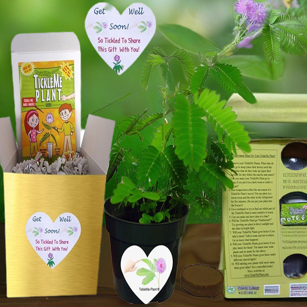 GET WELL GIFT PLANT - TickleMe Plant Gift Box Set!