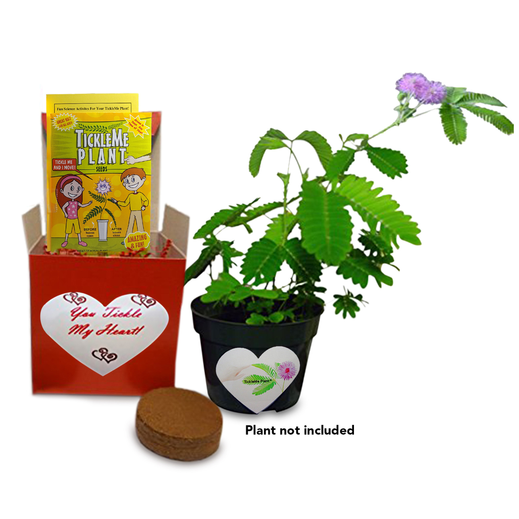 TickleMe Plant Mother's Day Gift Box Set - to Grow The Plant That Closes  Its Leaves When You Tickle It or Blow It a Kiss. It Even Grows Pink  Flowers.