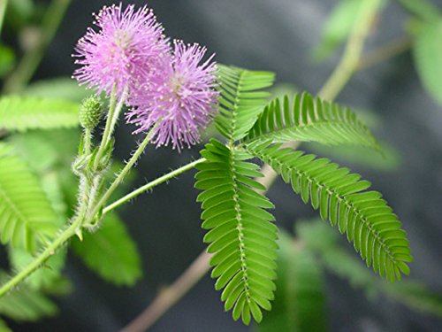 TickleMe Plant Book with 3 Packets of TickleMe Plant Seeds! - Become an expert on growing TickleMe Plants (Mimosa pudica) at home.
