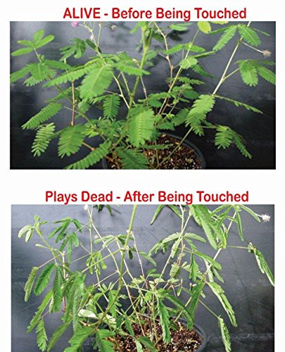 ZOMBIE PLANT GROW KIT- (Touch It and It PLAYS DEAD!) - TickleMe Plant Company, Inc