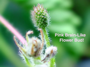 zombie plant (Mimosa pudica )  By Heimu's Himalayan Gardens LLC