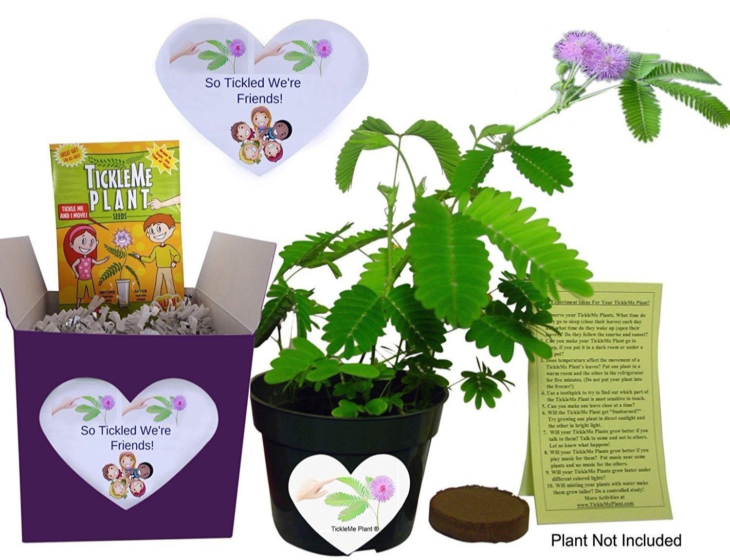 Friendship Gift Box or a Unique Birthday Gift - TickleMe Plant Friendship Gift Box set