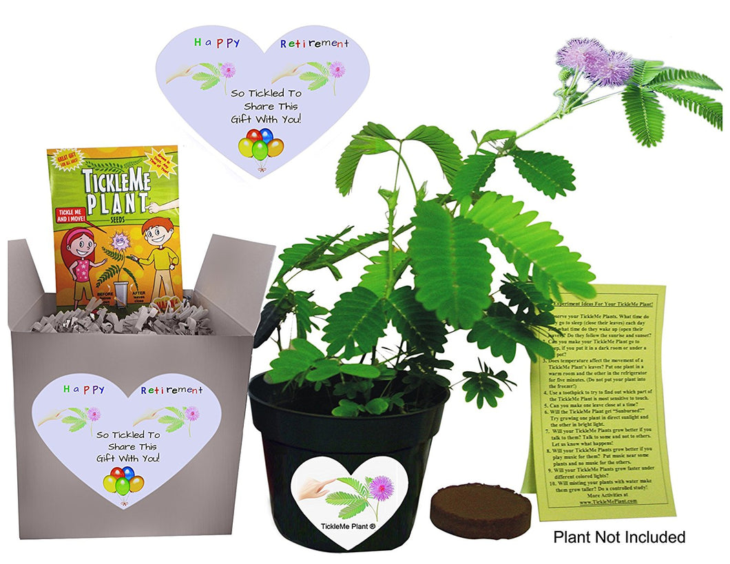 Say Happy Retirement - So Tickled To Share This Gift With You. - Includes soil wafer, TickleMe Plant seeds (Mimosa pudica) and a 4 inch flower pot