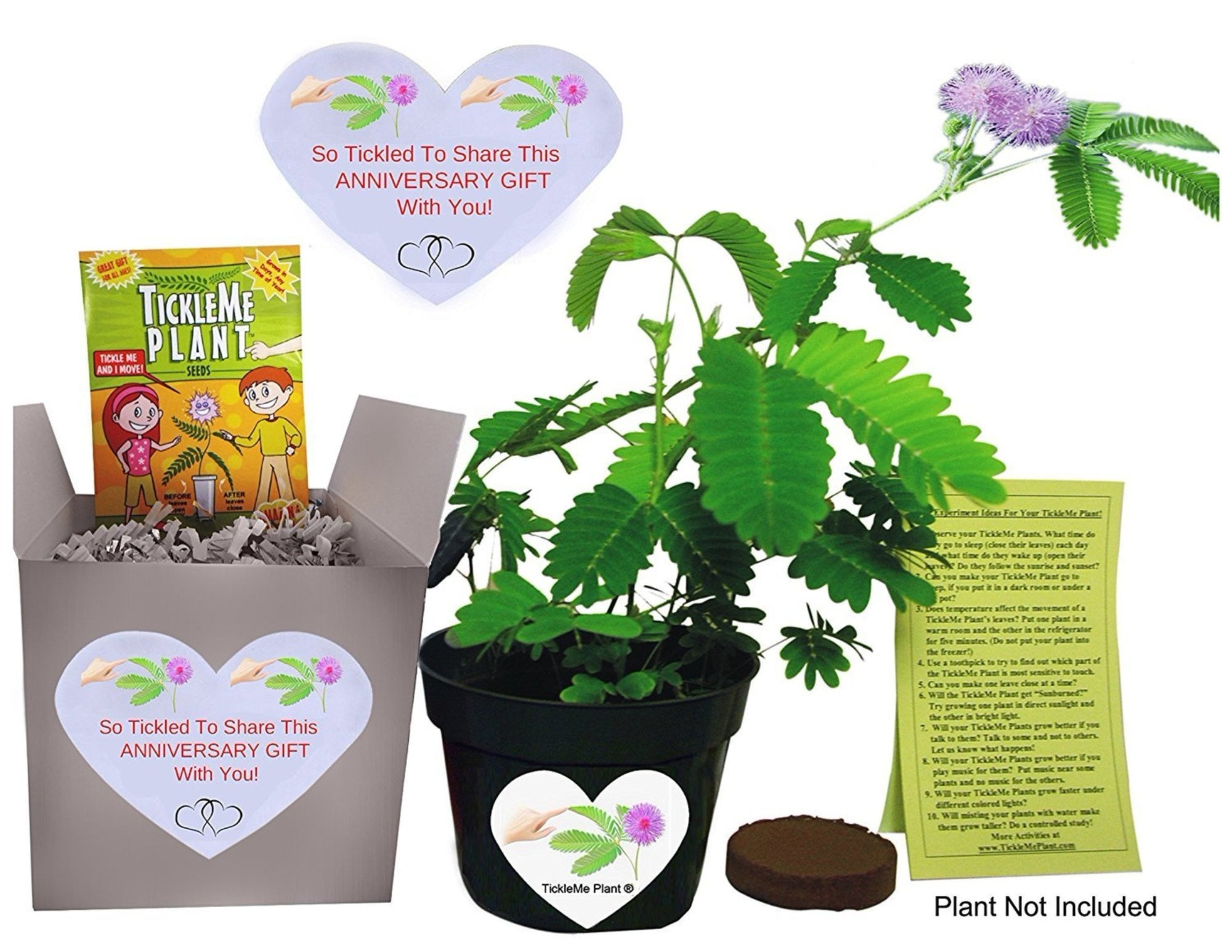 TickleMe Plant Anniversary Gift Box Set - To grow the TickleMe Plant that closes its leaves and lowers its branches when Tickled
