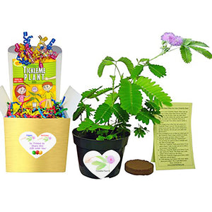 TickleMe Plant Birthday Gift Box set.  Grow the only houseplant that closes its leaves when Tickled!