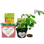 Mother's Day/Birthday TickleMe Plant Gift Box Set - "I'm Tickled You're My Mom!"