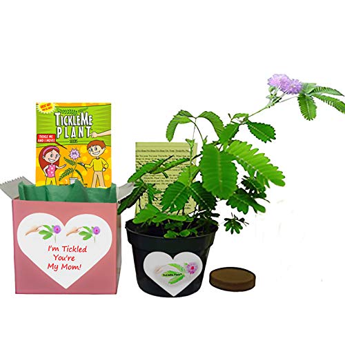 Mother's Day/Birthday TickleMe Plant Gift Box Set - "I'm Tickled You're My Mom!"
